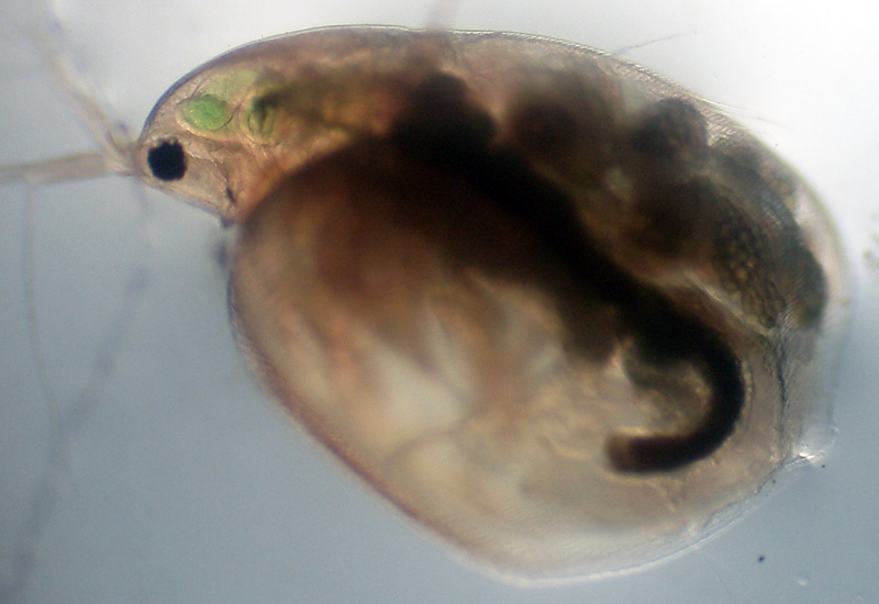 Simocephalus exspinosus ... quasi certo